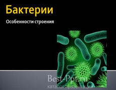 Презентация: Бактерии. Особенности строения