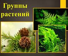 Скачать презентацию: Группы растений